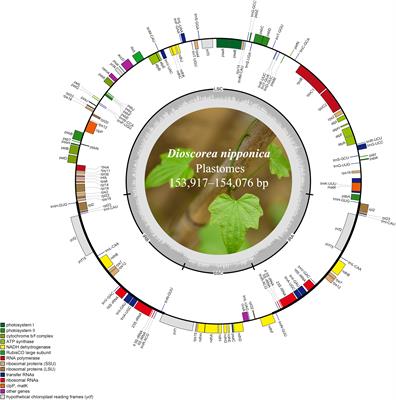 Intraspecific phylogeny and genomic resources development for an important medical plant Dioscorea nipponica, based on low-coverage whole genome sequencing data